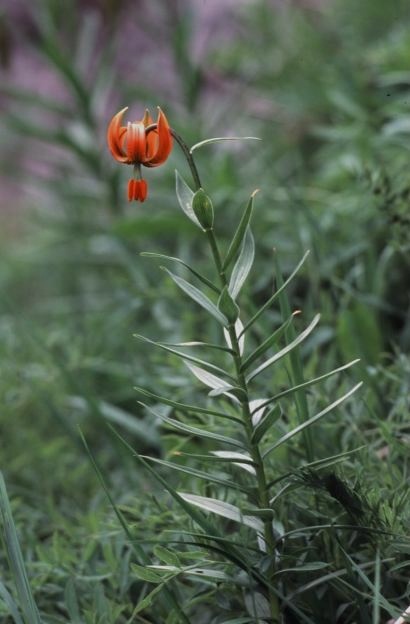 Lilium pomponium / Giglio a fiocco